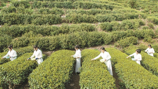 郭毓玮 ：重庆市茶文化考察报告——巴渝茶韵