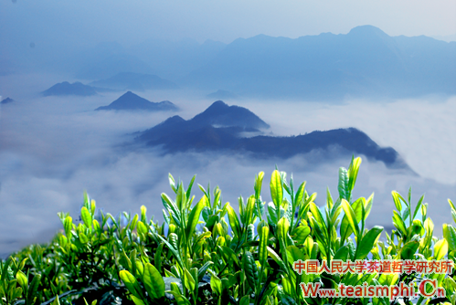王雅清：陕西茶产业现状，困境与出路