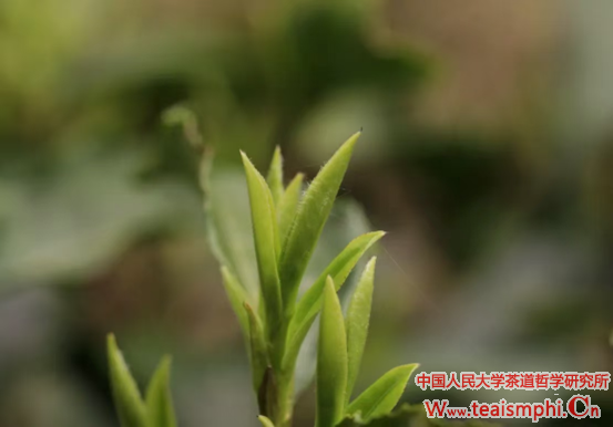 王雅清：一书一世界，一叶一菩提——读《茶 一片树叶的传说和历史》