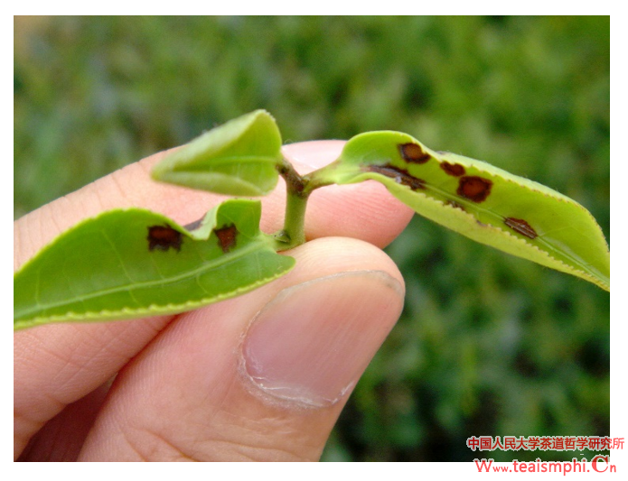 王巍：茶：文化载体还是文化模型