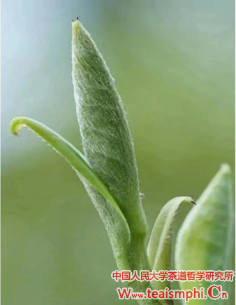 戴荣里：走马观花海南茶